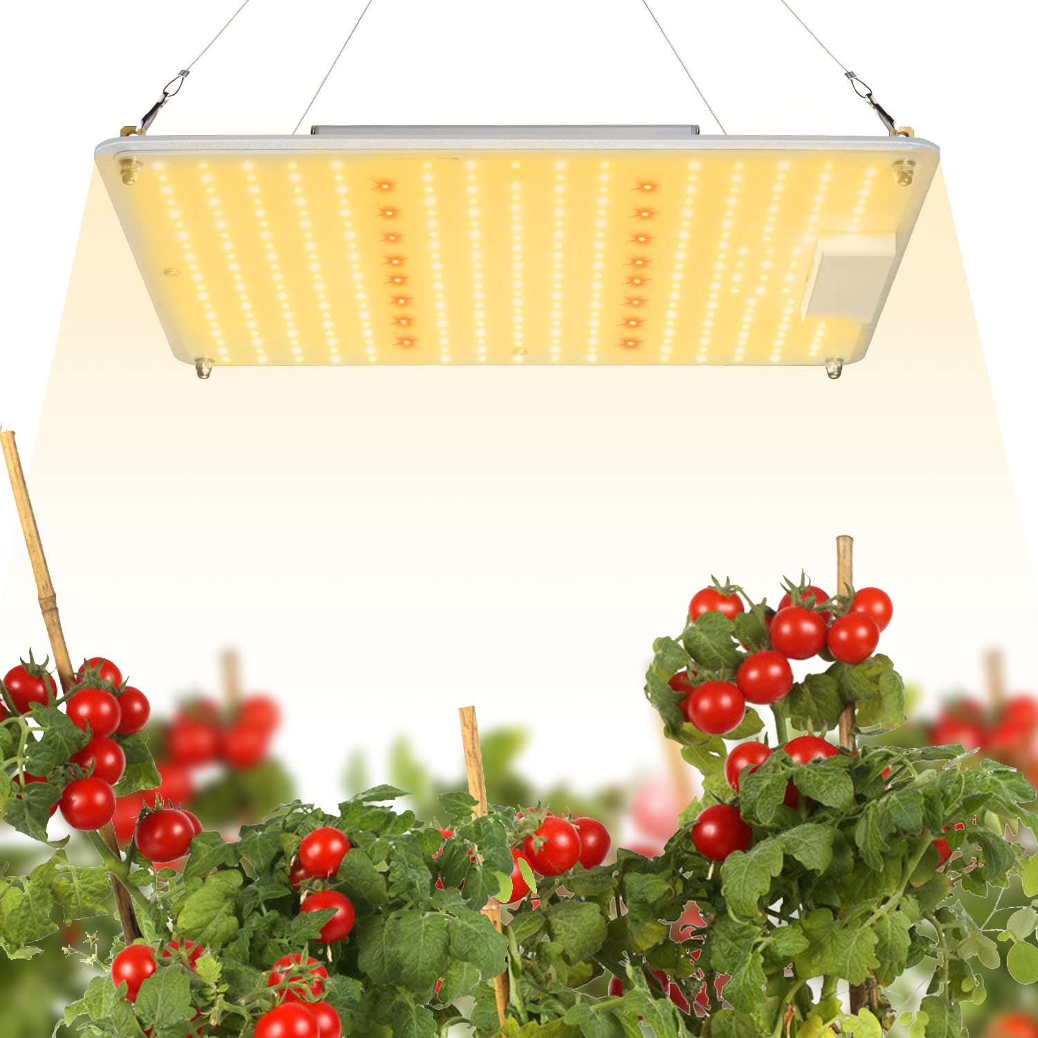 艾博特YC系列1000G詳情頁